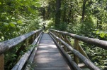 pont en bois dans la forêt (chemin)